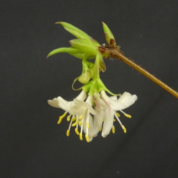 Preview: Winterheckenkirsche, Lonicera, purpusii